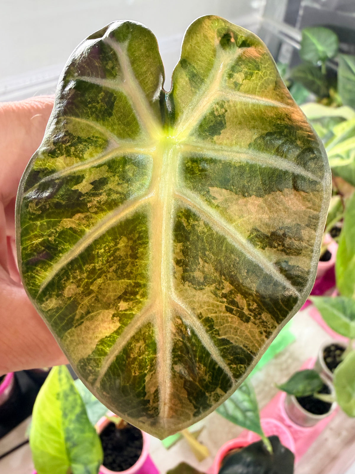 ALOCASIA BALLOON HEART PINK VARIEGATED