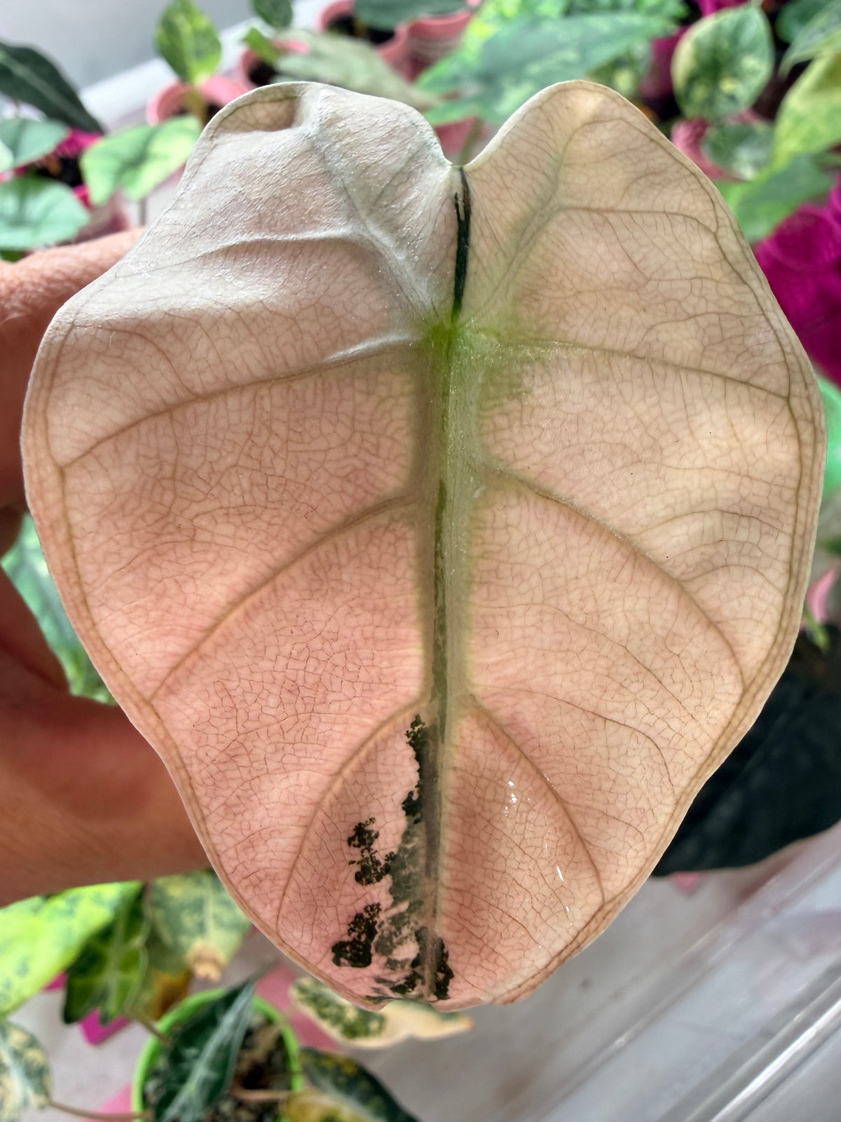 ALOCASIA BALLOON HEART PINK VARIEGATED