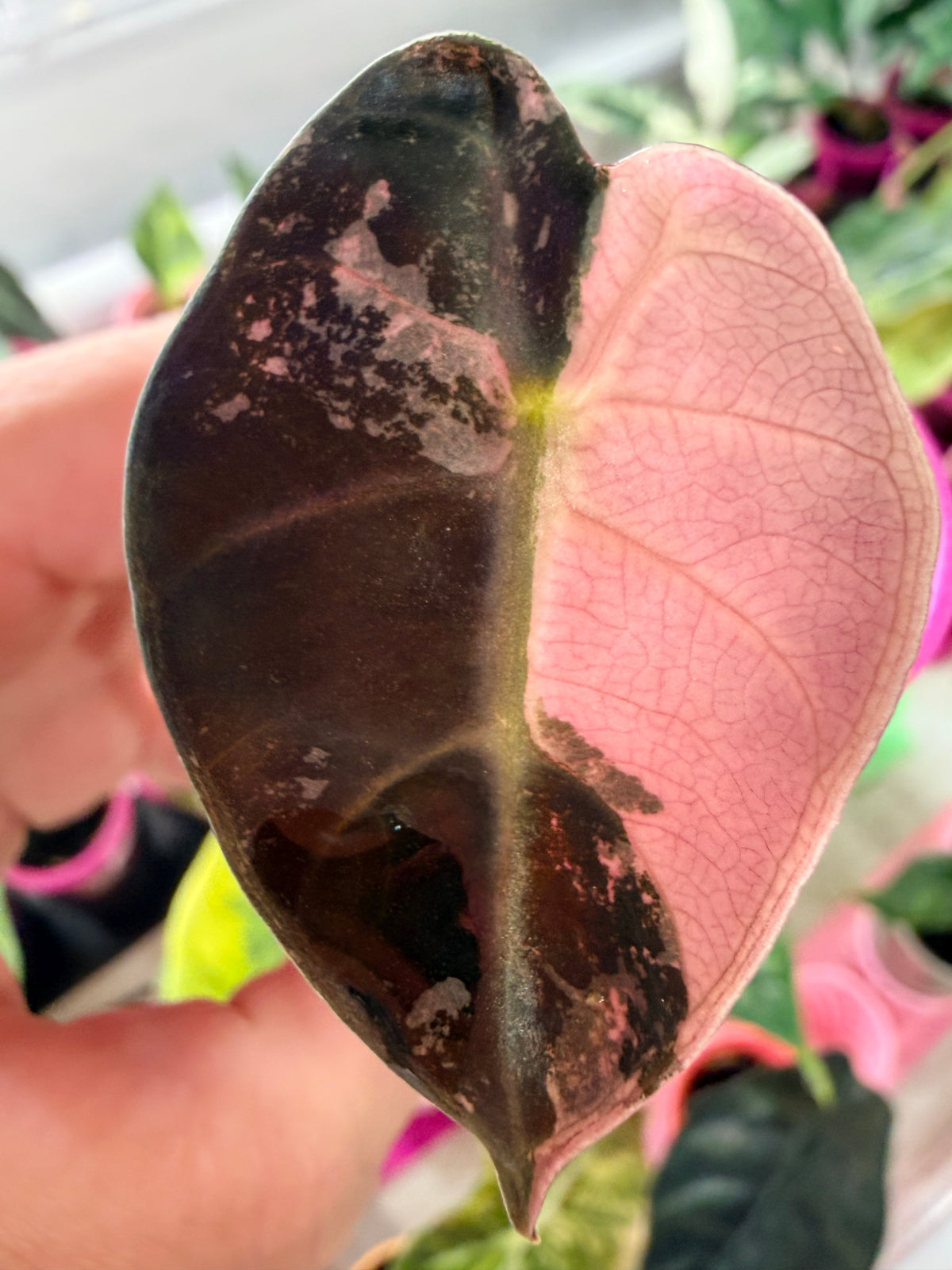 Alocasia 'Balloon Heart' Pink Variegated