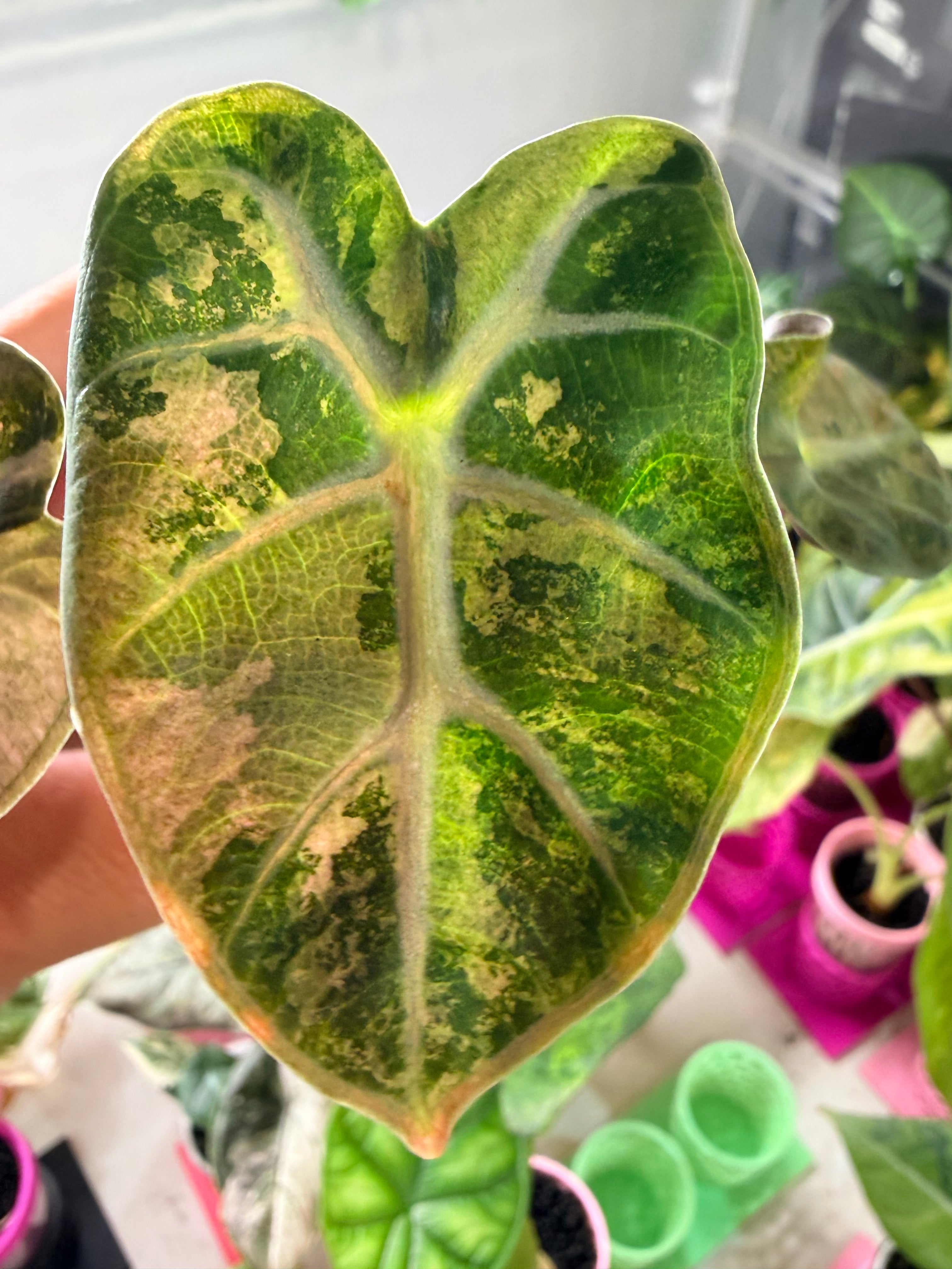 Alocasia 'Balloon Heart' Pink Variegated | The Alocasia Company