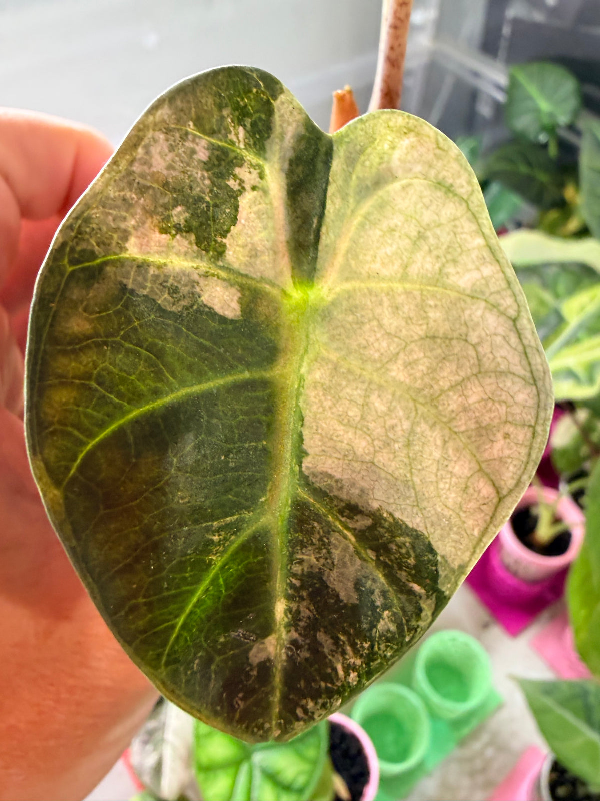 ALOCASIA BALLOON HEART PINK VARIEGATED