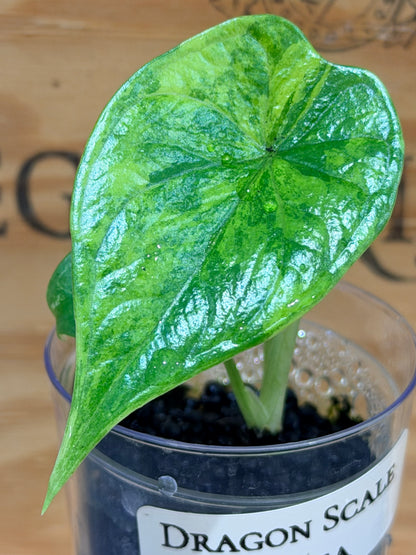 ALOCASIA 'BAGINDA' DRAGON SCALE AUREA