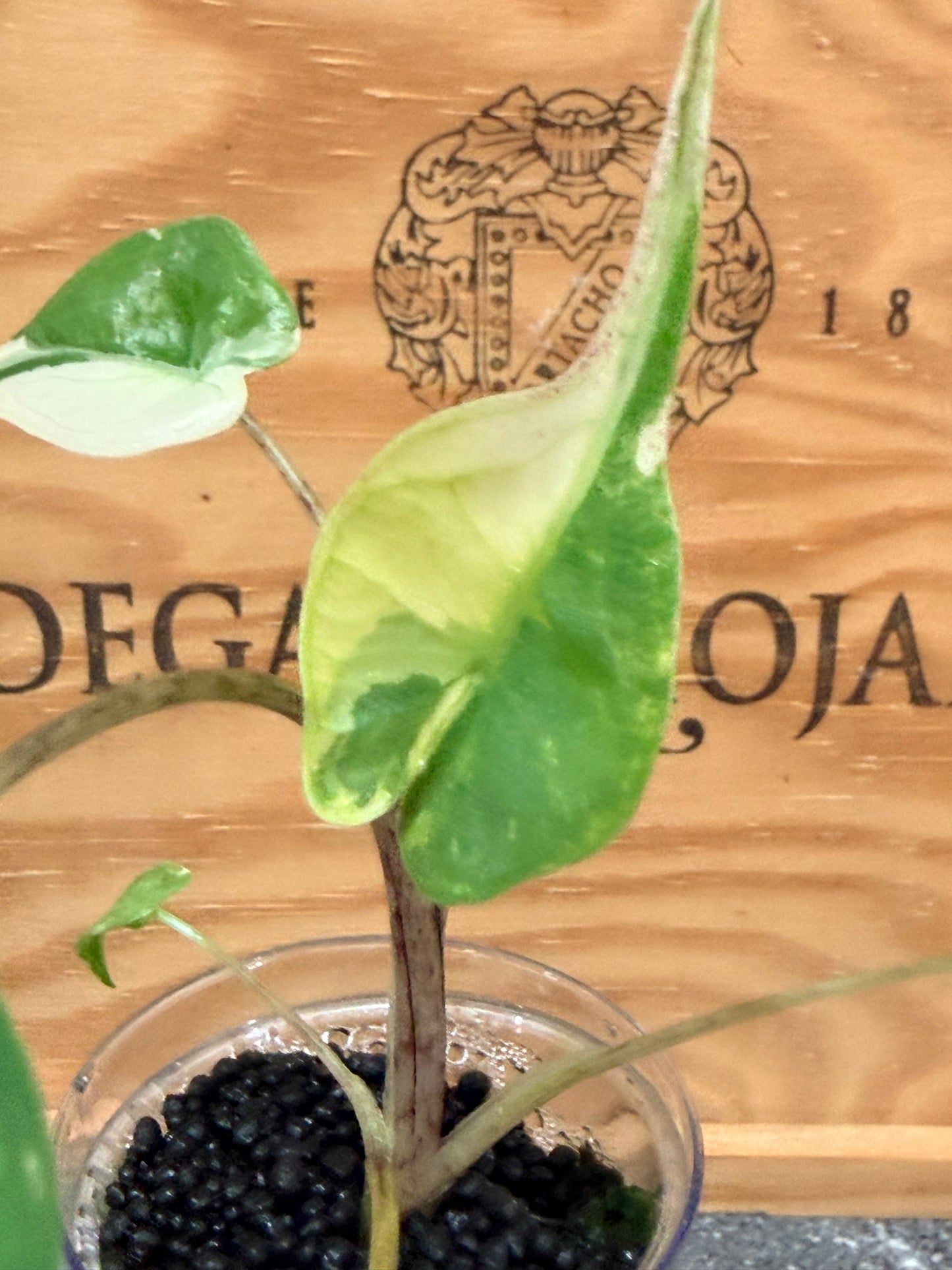 Alocasia Stingray Albo Pink