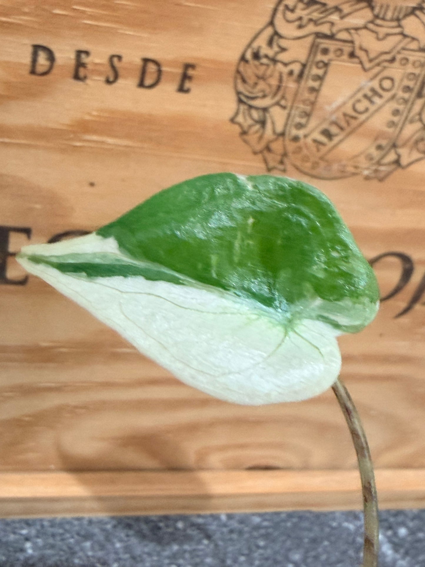 Alocasia Stingray Albo Pink