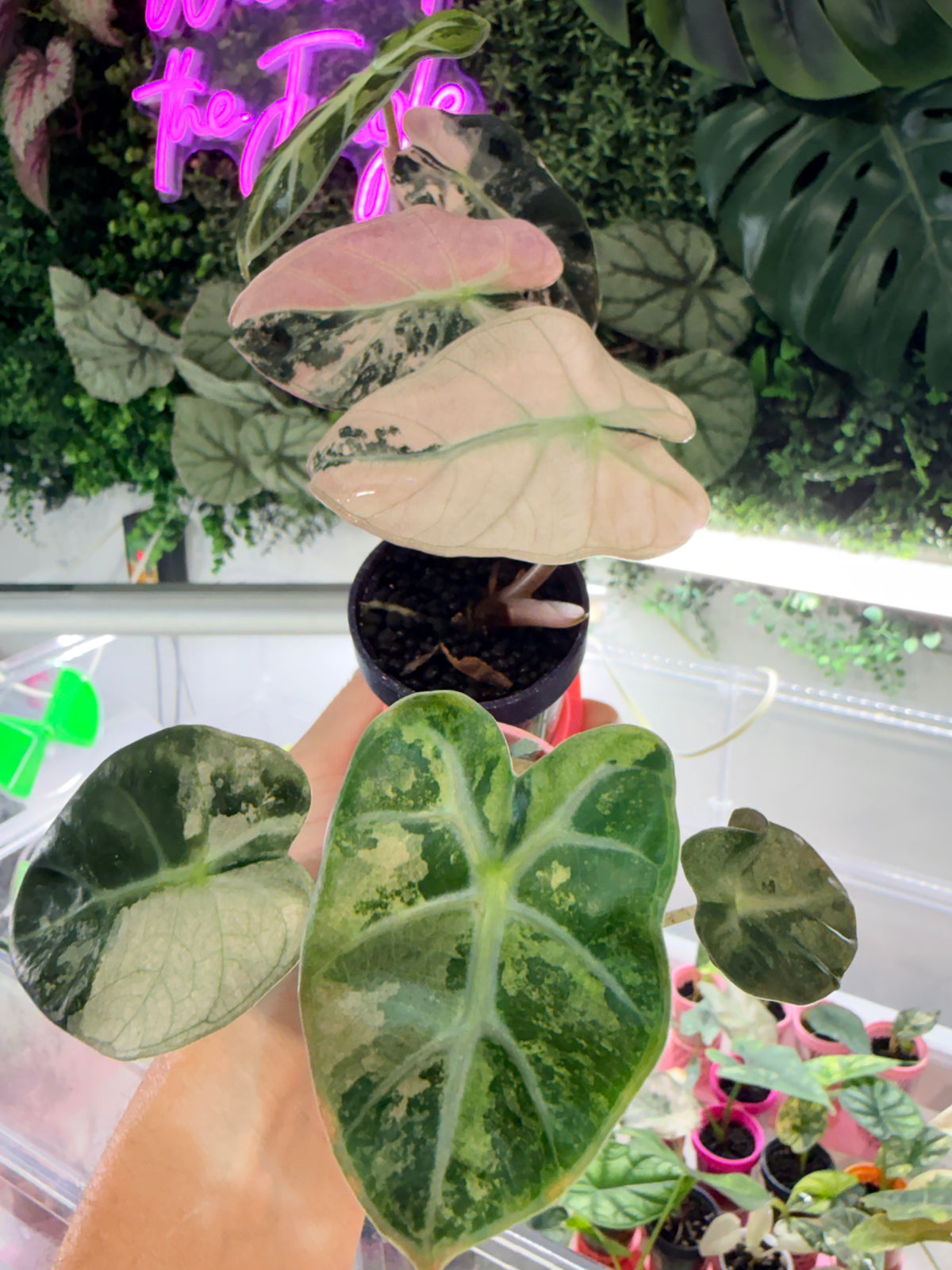 ALOCASIA BALLOON HEART PINK VARIEGATED