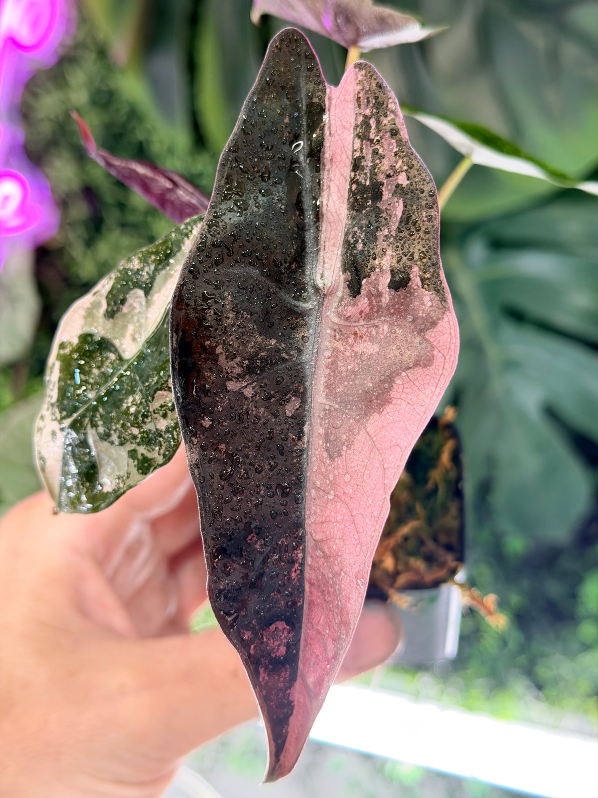 ALOCASIA CHANTRIERI SILVER VARIEGATED