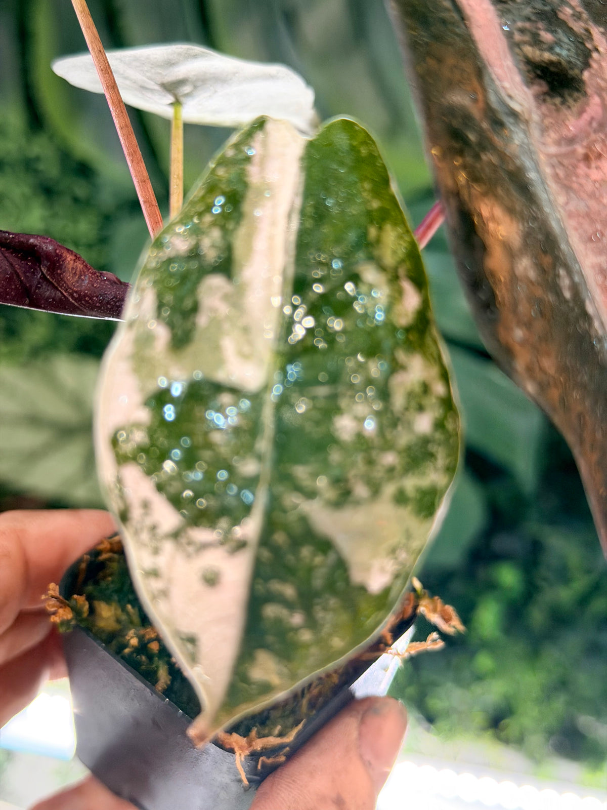 ALOCASIA CHANTRIERI SILVER VARIEGATED