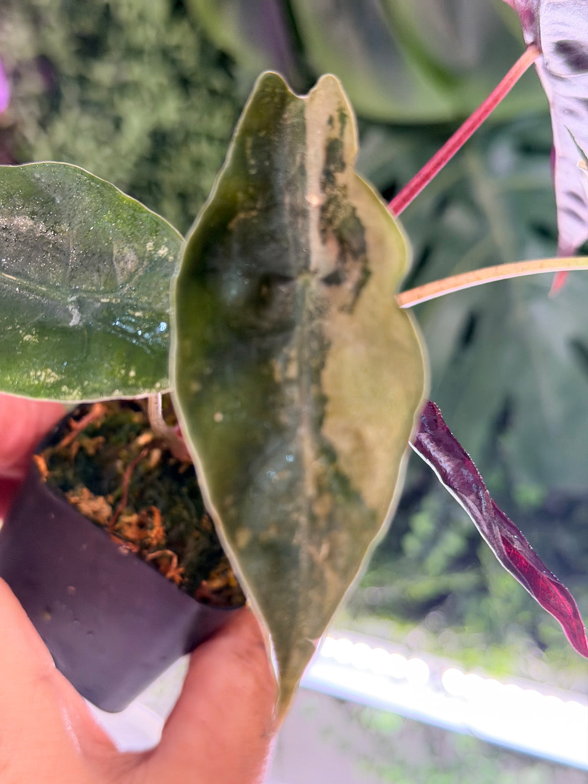 ALOCASIA CHANTRIERI SILVER VARIEGATED