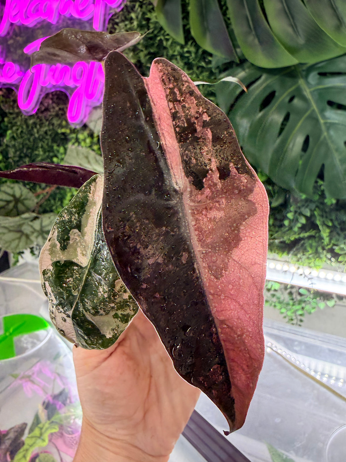 ALOCASIA CHANTRIERI SILVER VARIEGATED