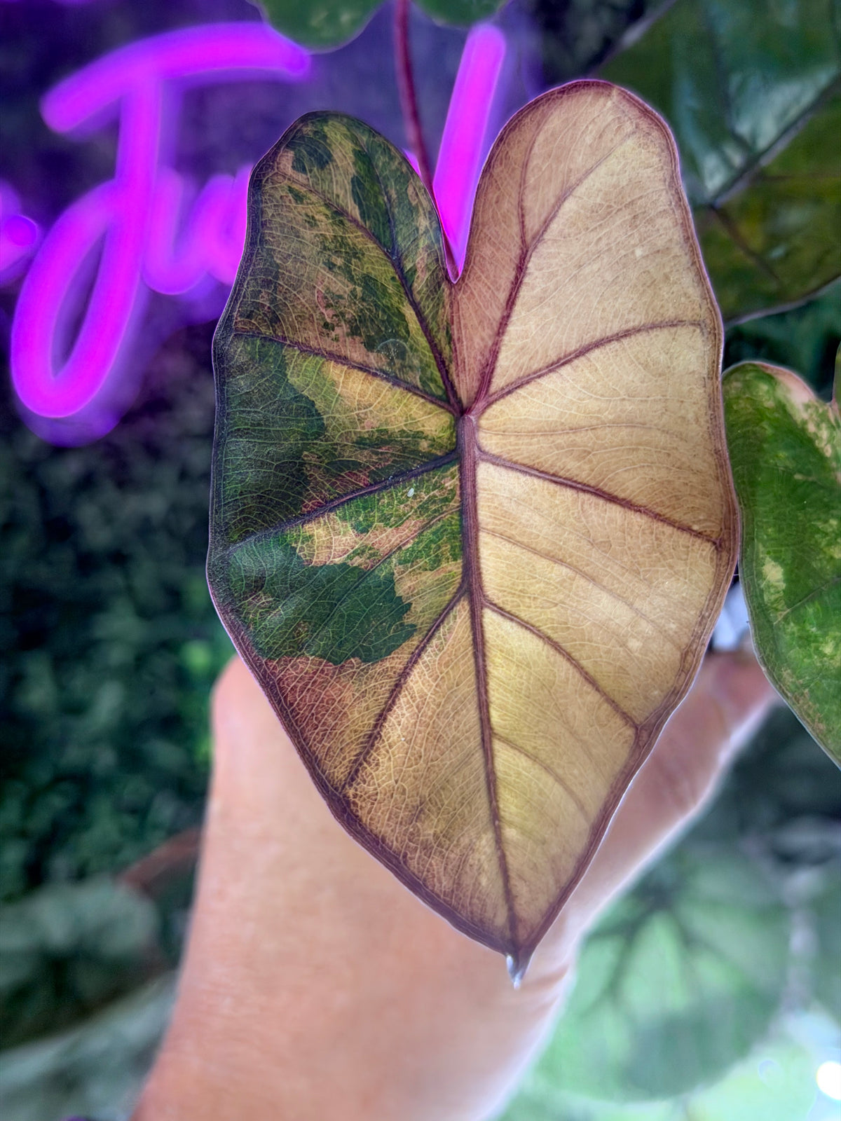 ALOCASIA YUCATAN PRINCESS AUREA VARIEGATED