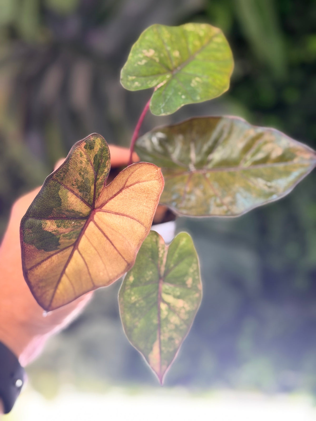 ALOCASIA YUCATAN PRINCESS AUREA VARIEGATED
