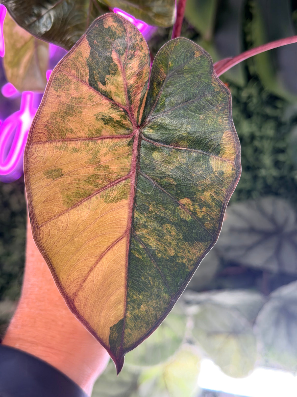 ALOCASIA YUCATAN PRINCESS AUREA VARIEGATED
