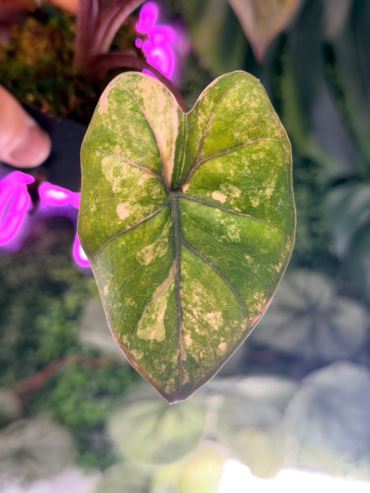 ALOCASIA YUCATAN PRINCESS AUREA VARIEGATED