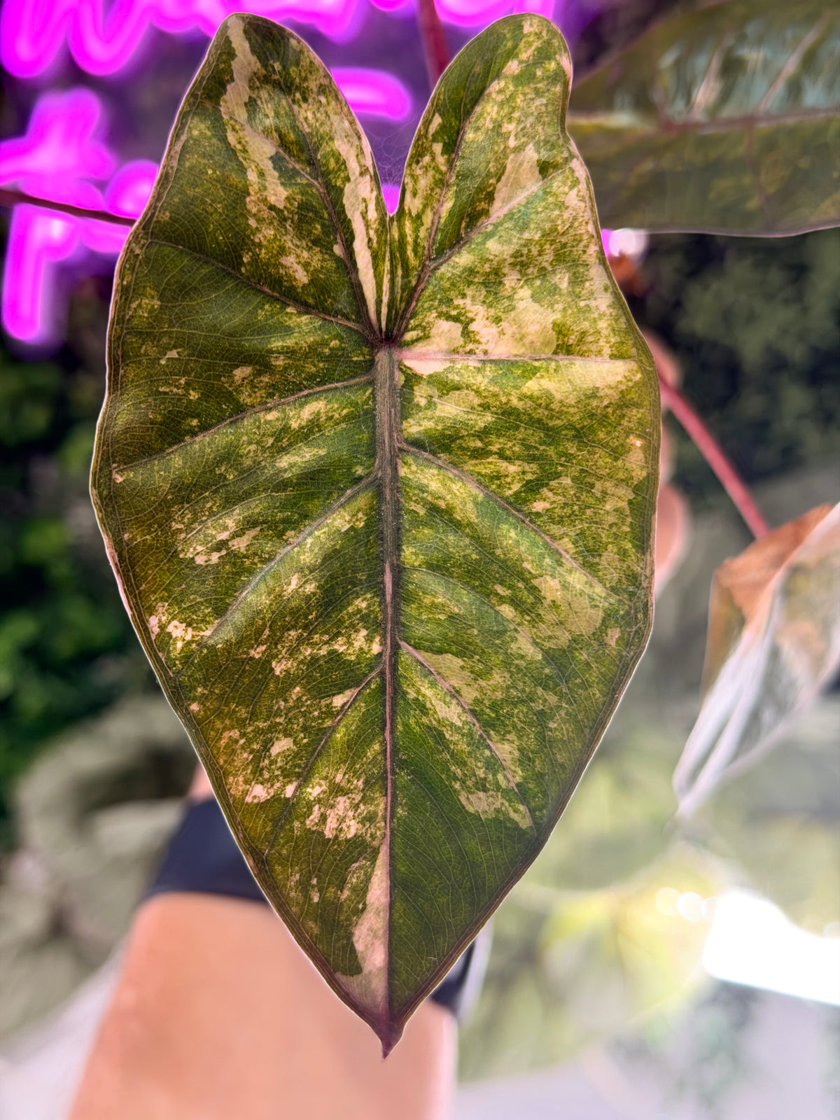 ALOCASIA YUCATAN PRINCESS AUREA VARIEGATED