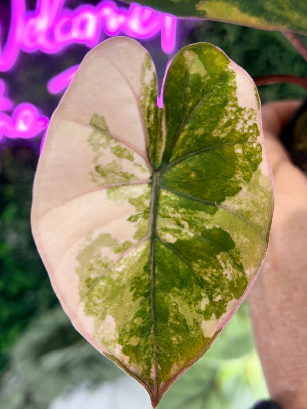 ALOCASIA YUCATAN PRINCESS AUREA VARIEGATED