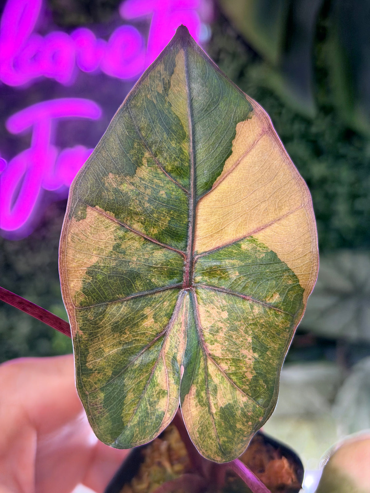ALOCASIA YUCATAN PRINCESS AUREA VARIEGATED