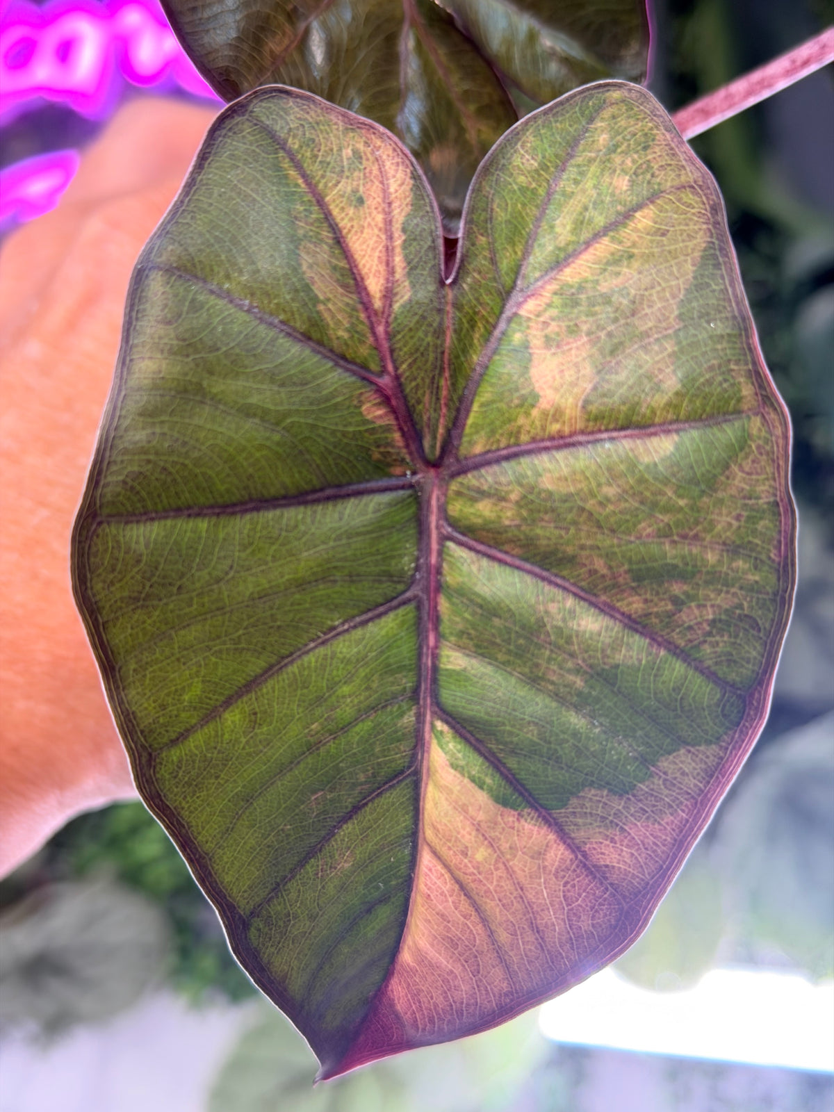 ALOCASIA YUCATAN PRINCESS AUREA VARIEGATED