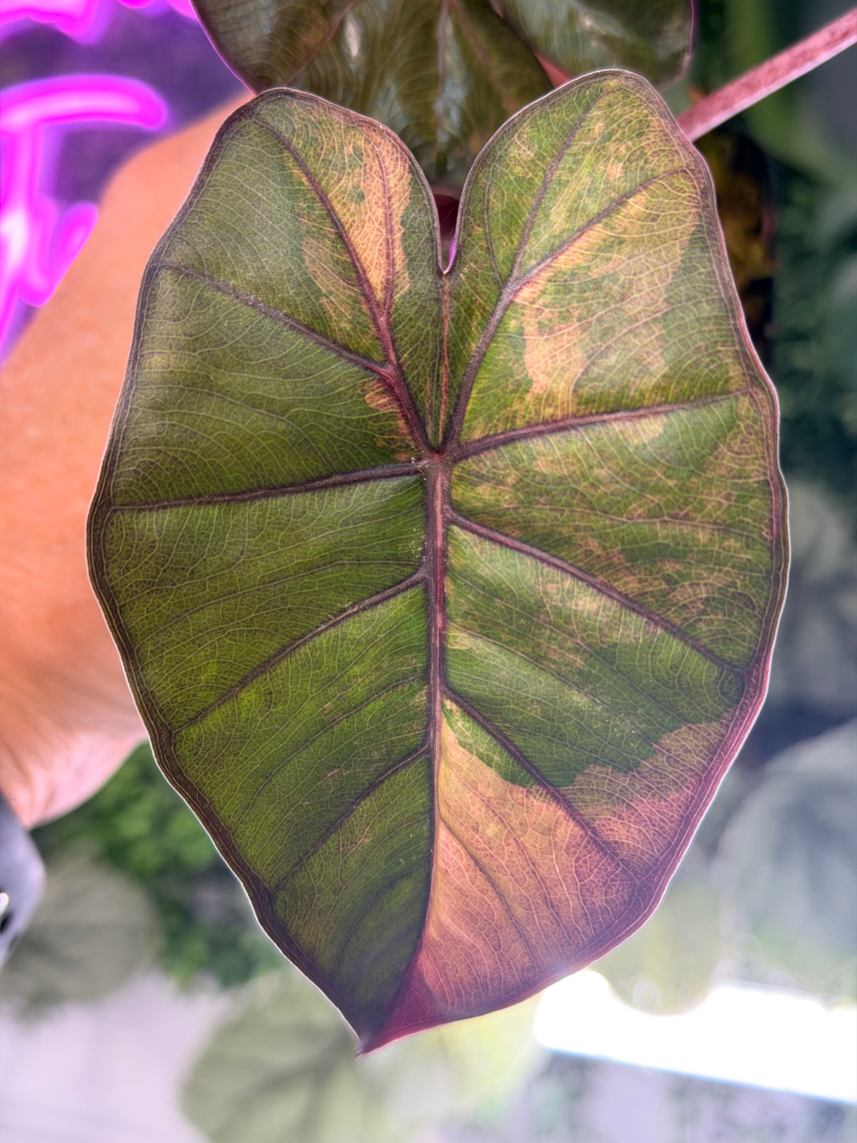 ALOCASIA YUCATAN PRINCESS AUREA VARIEGATED