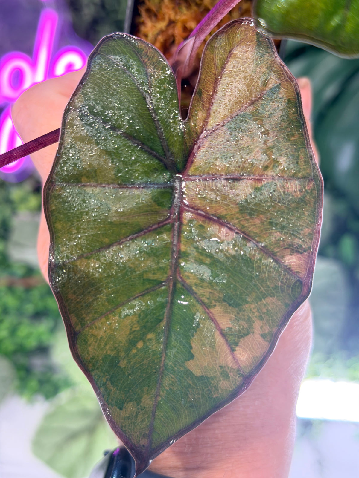 ALOCASIA YUCATAN PRINCESS AUREA VARIEGATED