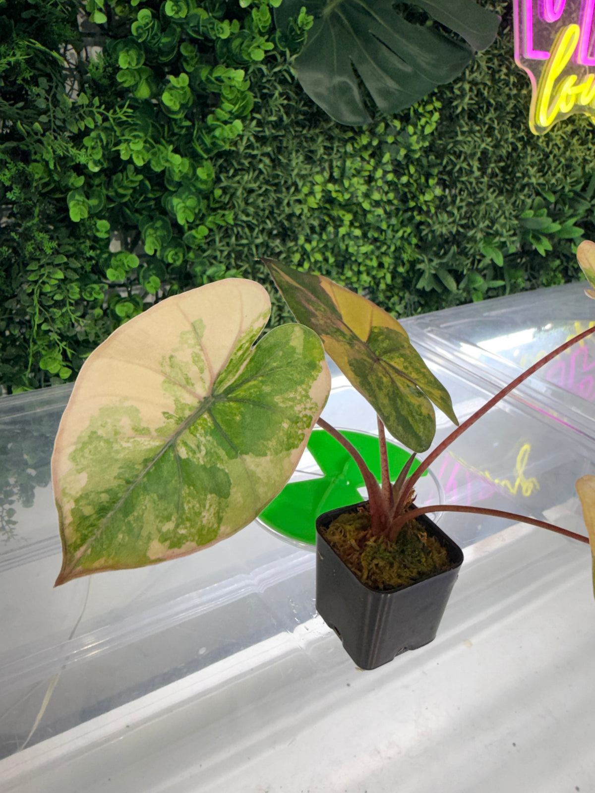 ALOCASIA YUCATAN PRINCESS AUREA VARIEGATED