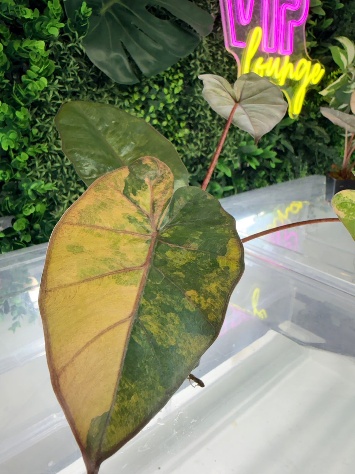 ALOCASIA YUCATAN PRINCESS AUREA VARIEGATED