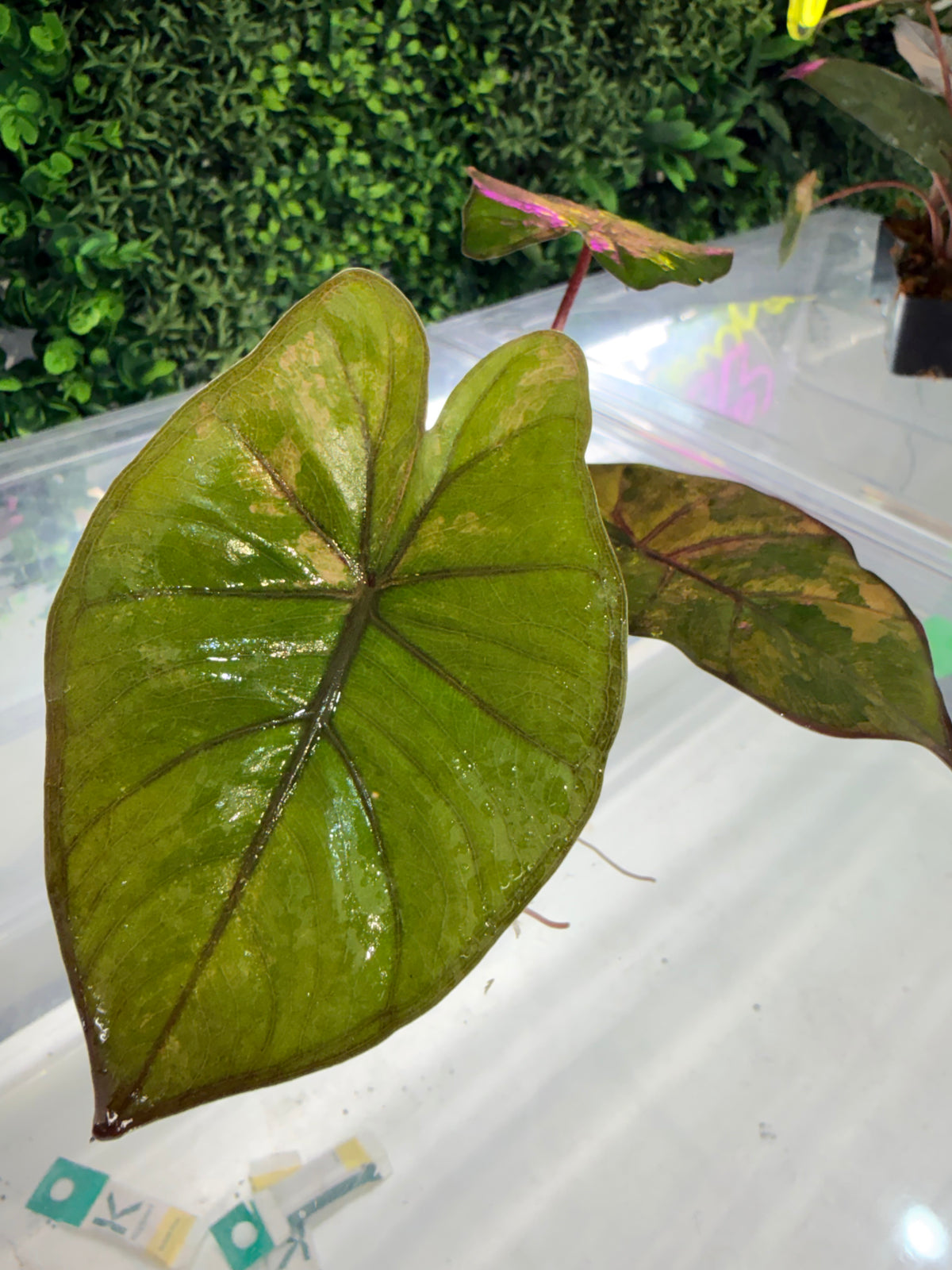 ALOCASIA YUCATAN PRINCESS AUREA VARIEGATED