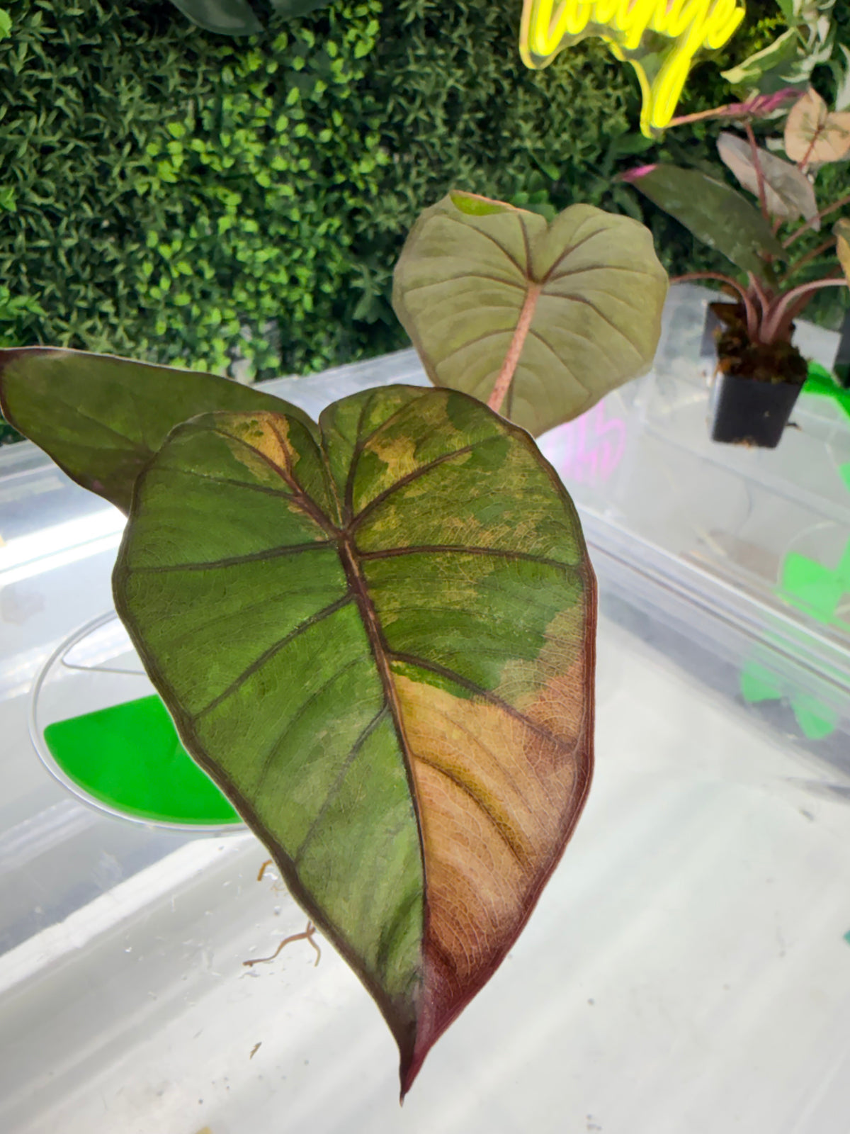 ALOCASIA YUCATAN PRINCESS AUREA VARIEGATED