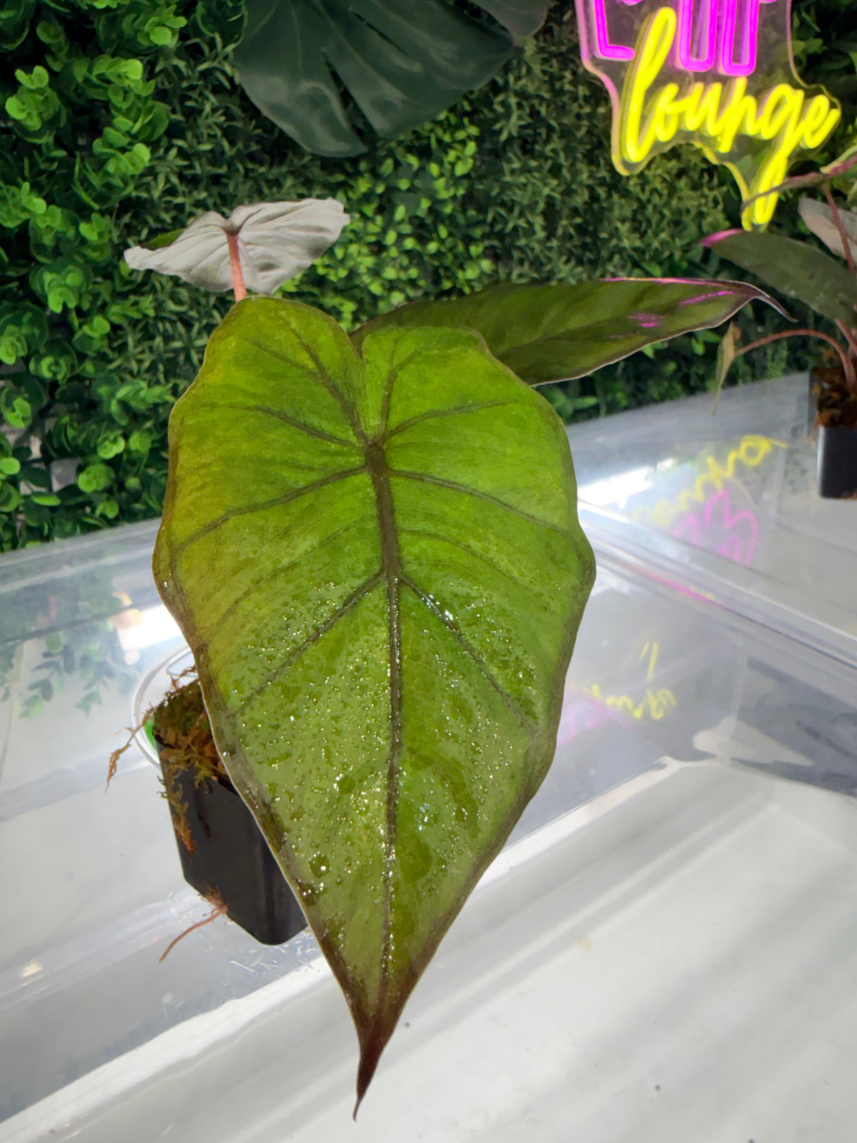 ALOCASIA YUCATAN PRINCESS AUREA VARIEGATED