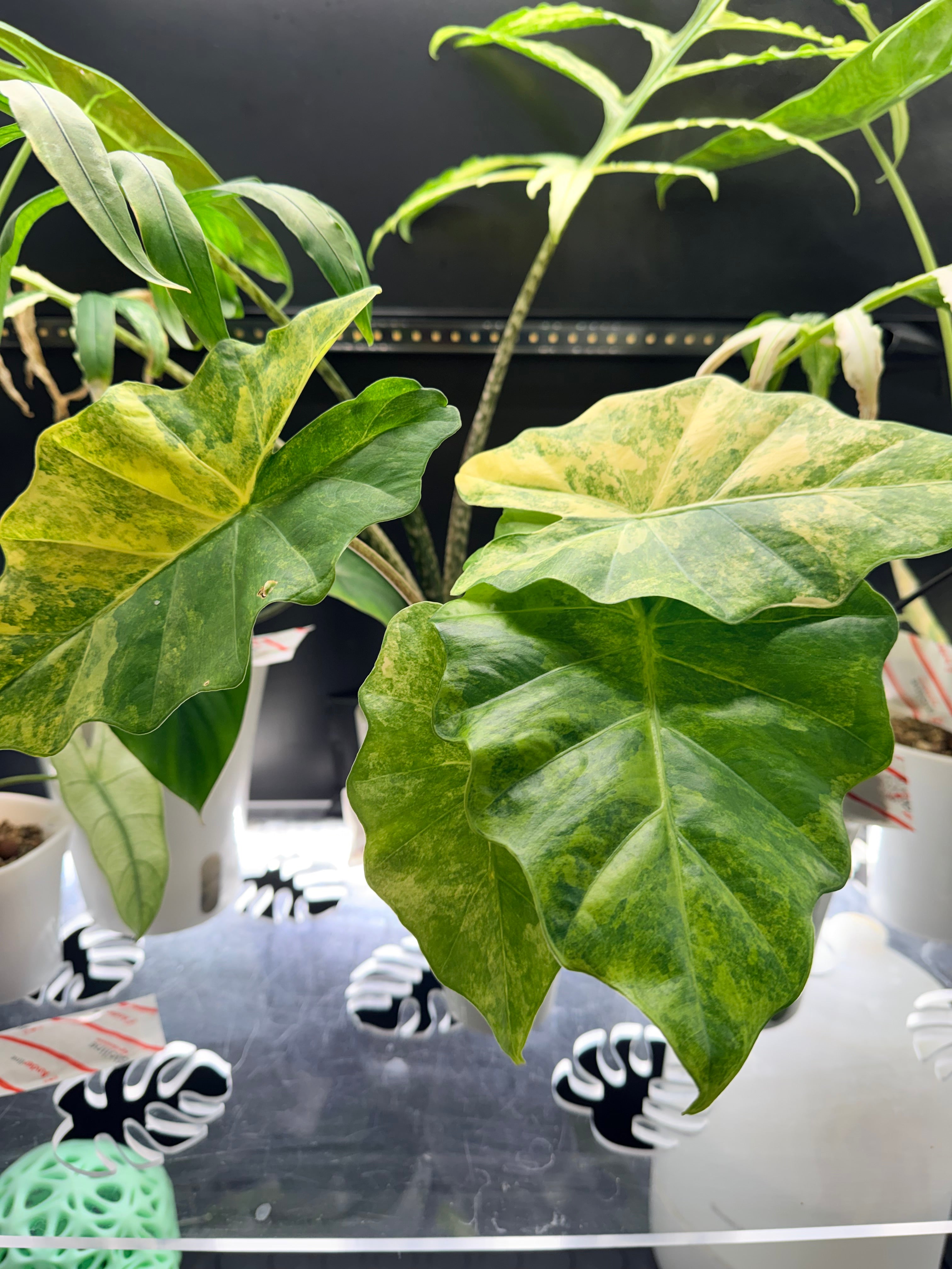 Alocasia Portora Aurea – Rare Yellow Variegated Plant – The