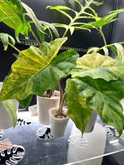 ALOCASIA PORTORA AUREA