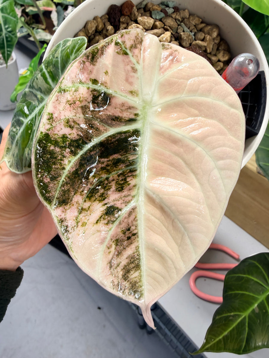 ALOCASIA NINJA PINK VARIEGATED