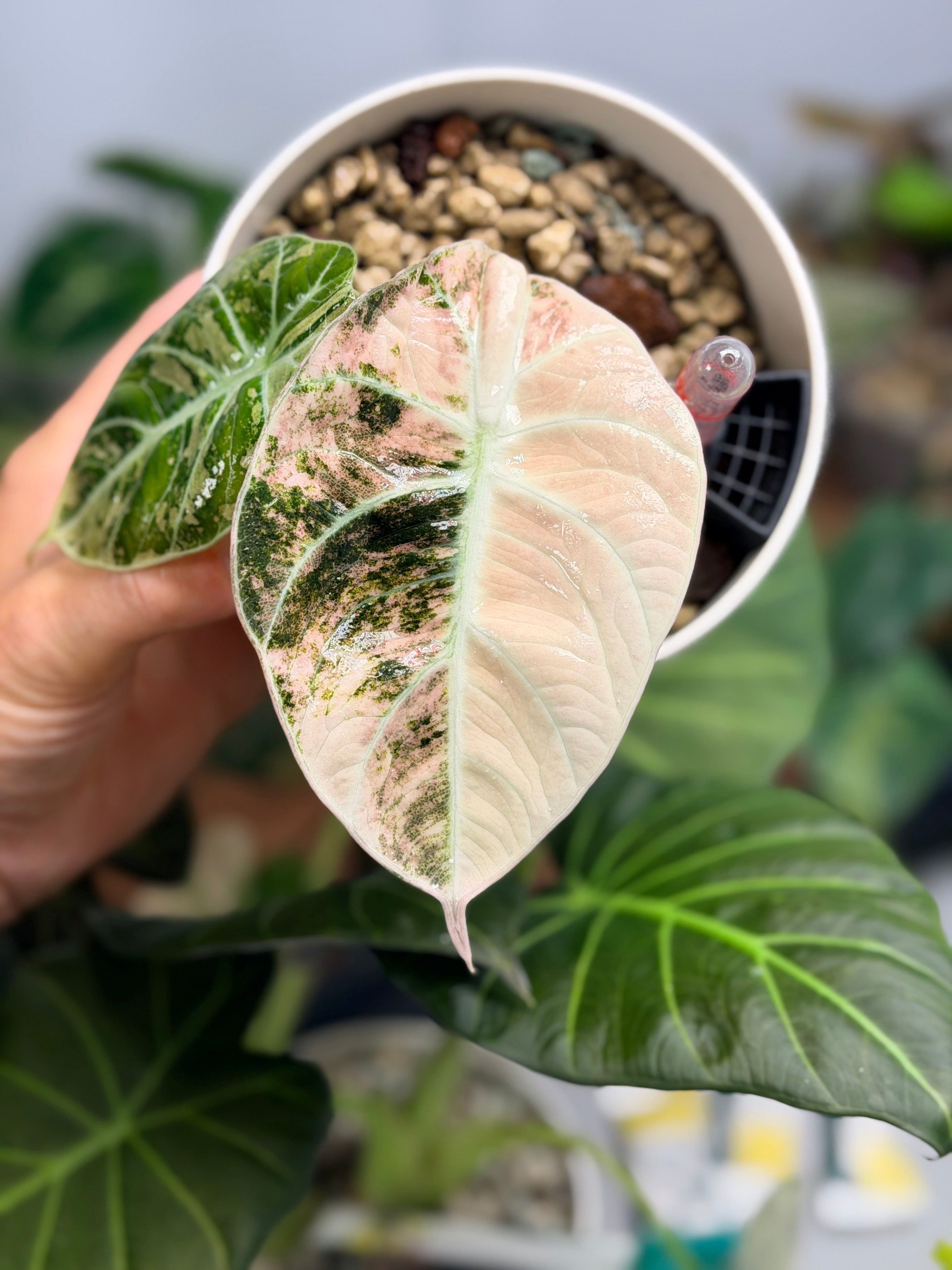 Alocasia 'Ninja' Pink Variegated | The Alocasia Company
