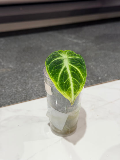 ALOCASIA NINJA TRI COLOUR VARIEGATED