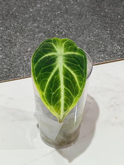 ALOCASIA NINJA TRI COLOUR VARIEGATED
