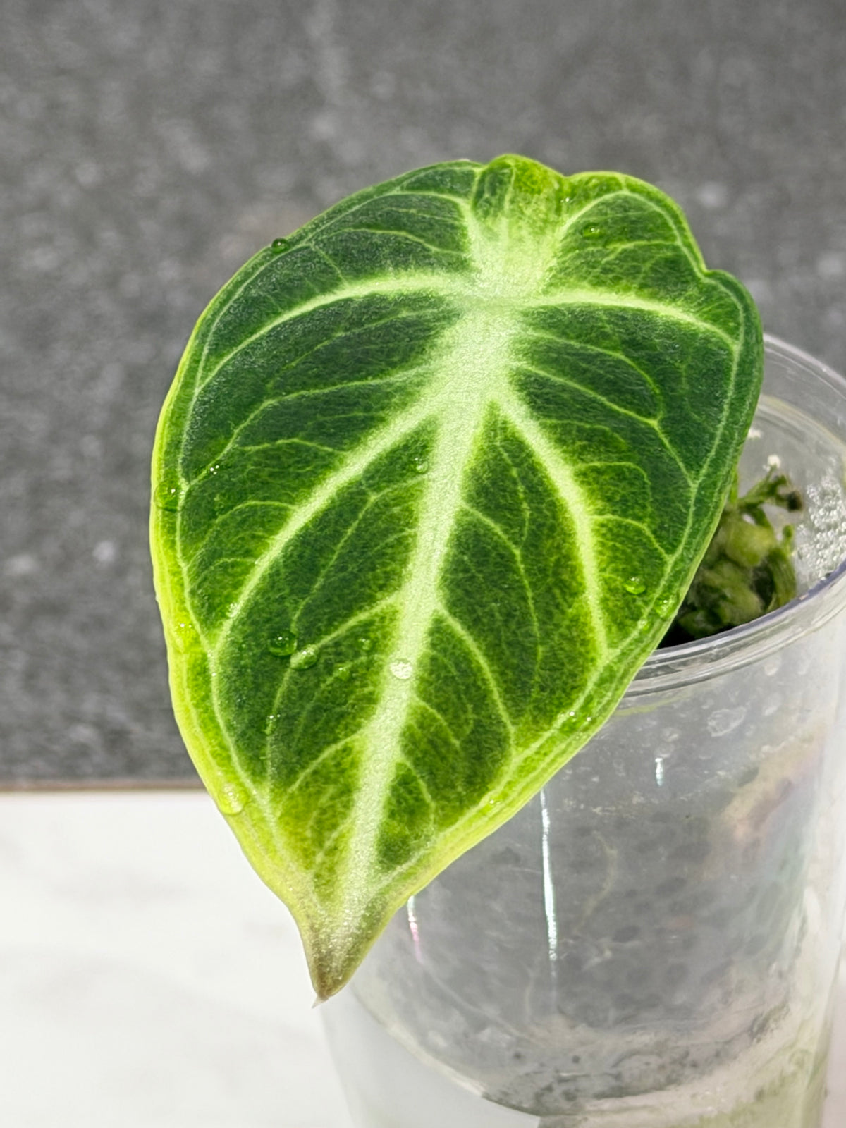 Alocasia 'Ninja' Tri-Colour Variegated, yellow and white tones with silver veining on velvety leaves
