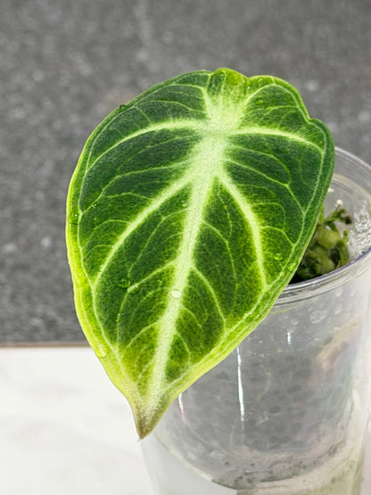 ALOCASIA NINJA TRI COLOUR VARIEGATED