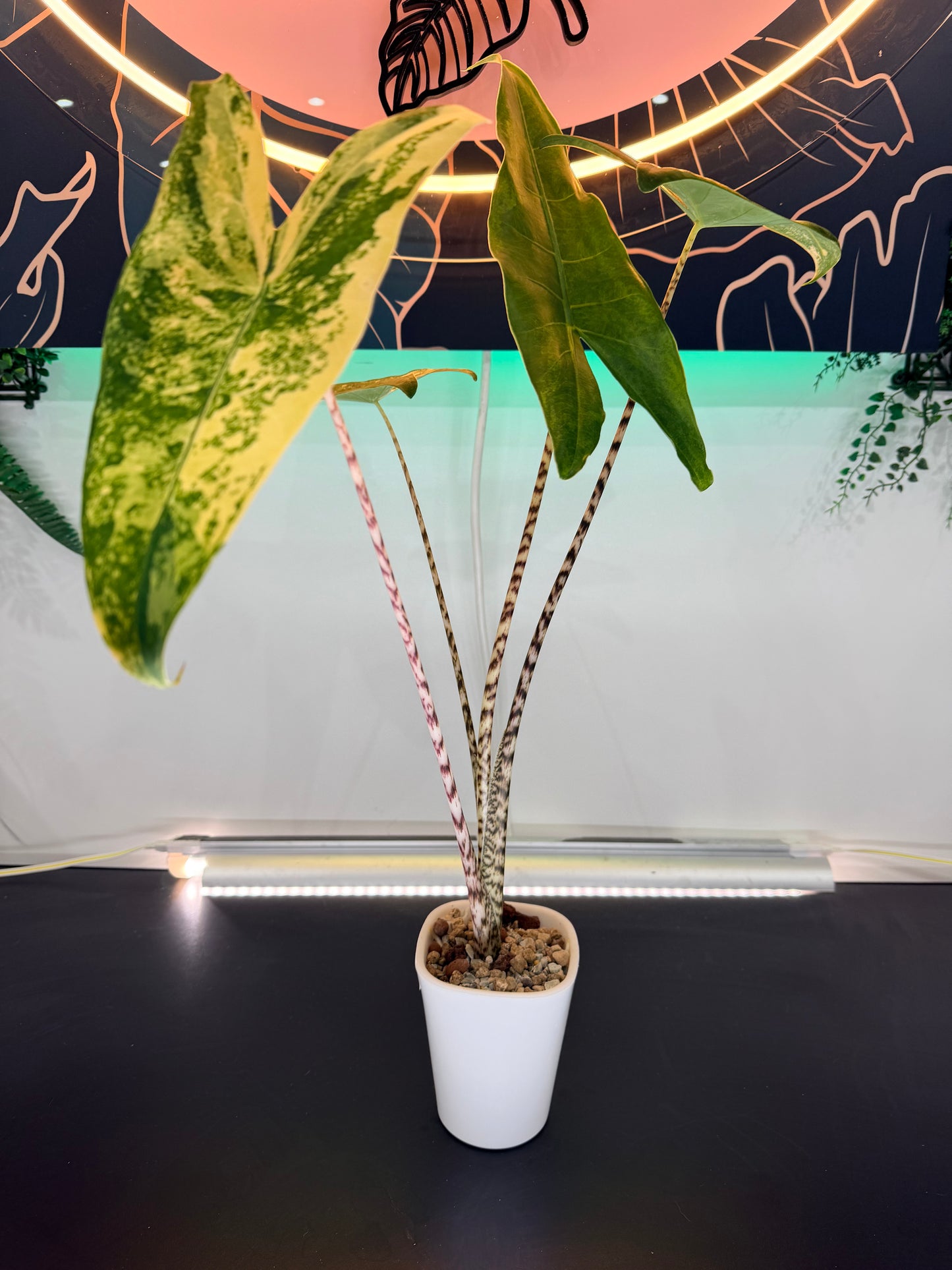 Alocasia Zebrina Aurea