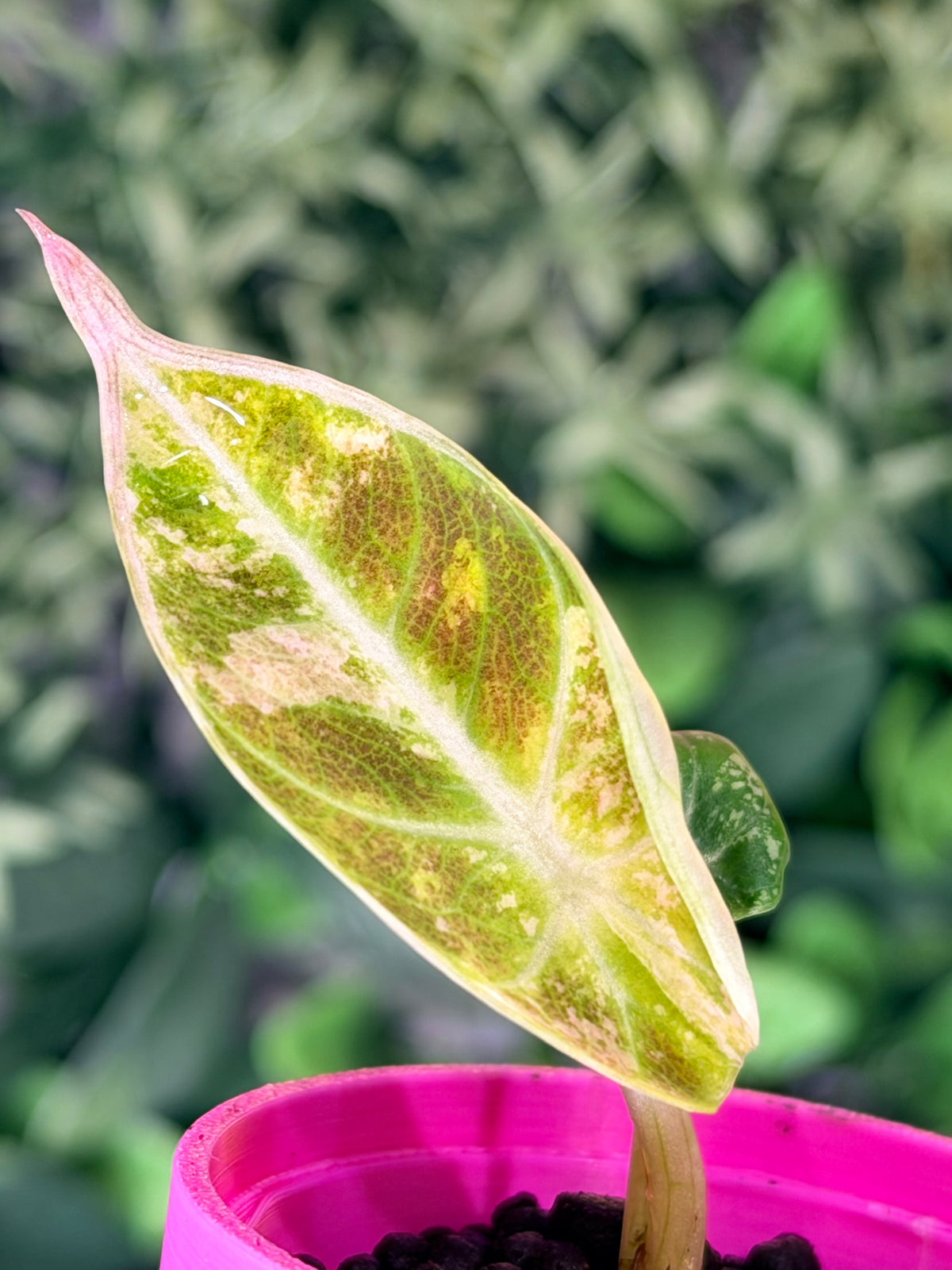 ALOCASIA NINJA PINK VARIEGATED