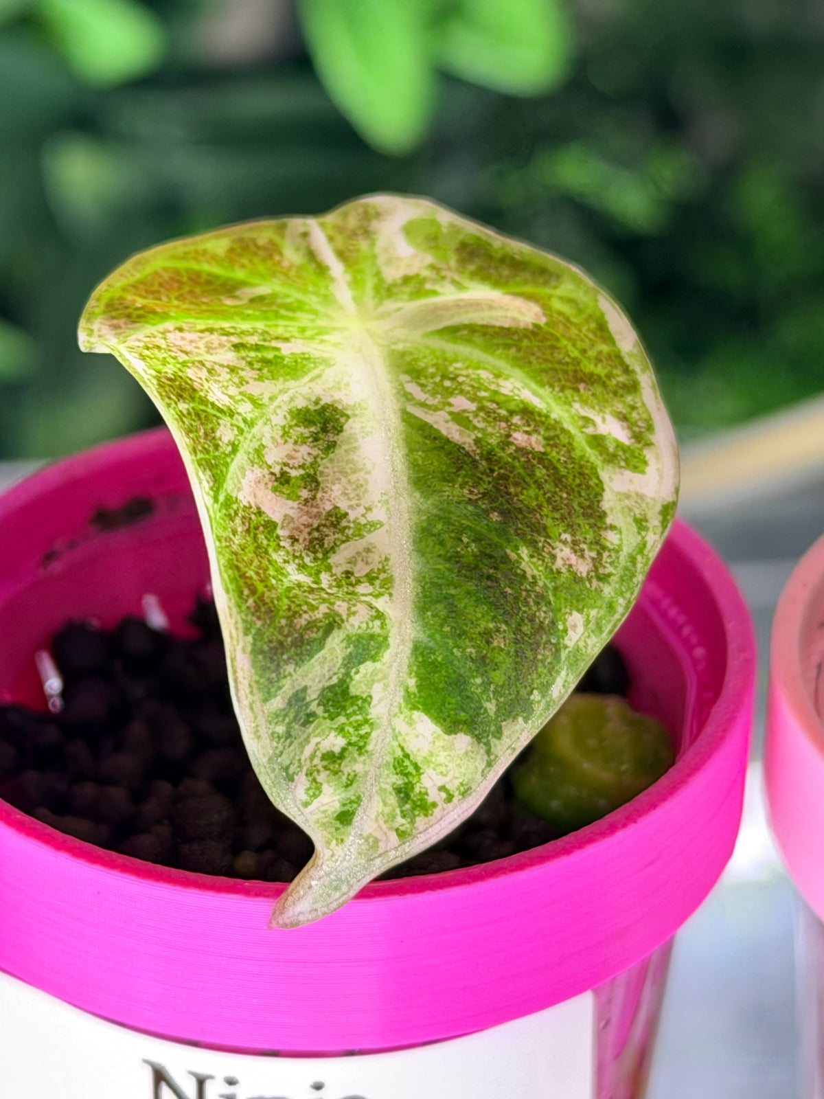 ALOCASIA NINJA PINK VARIEGATED