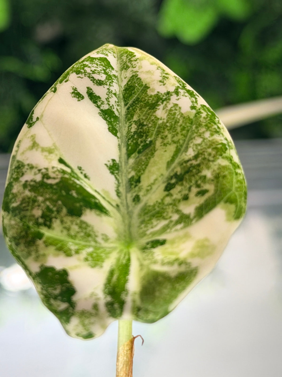 ALOCASIA NINJA PINK VARIEGATED