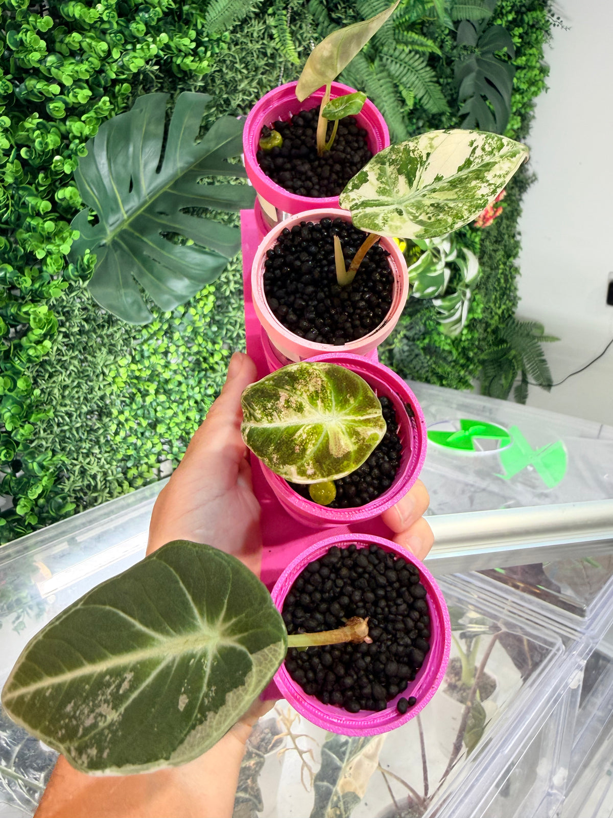 ALOCASIA NINJA PINK VARIEGATED