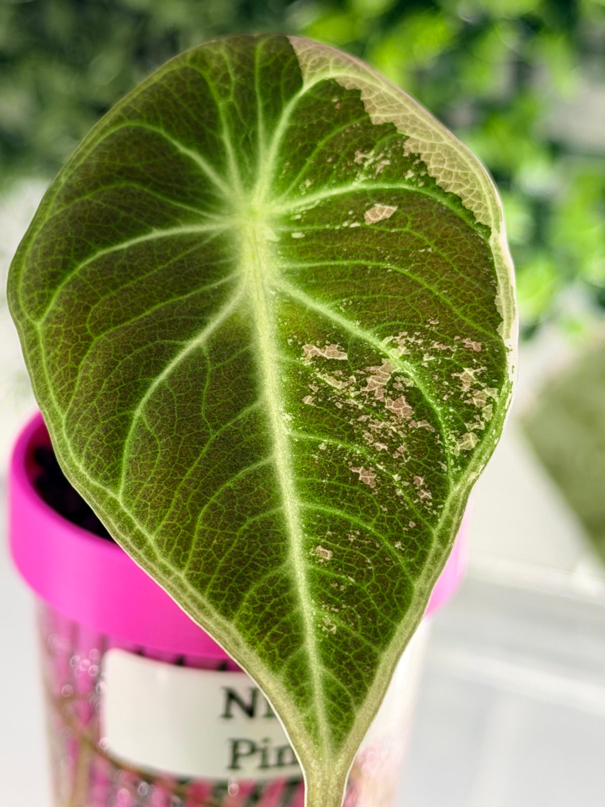 ALOCASIA NINJA PINK VARIEGATED