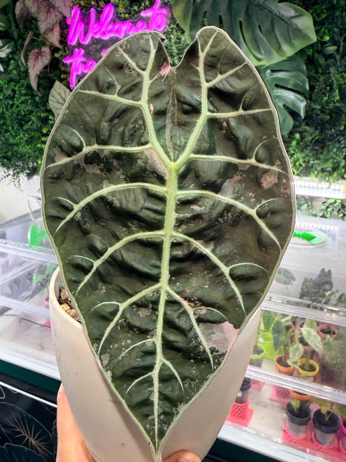 ALOCASIA WATSONIANA PINK 'DOFF' VARIEGATED