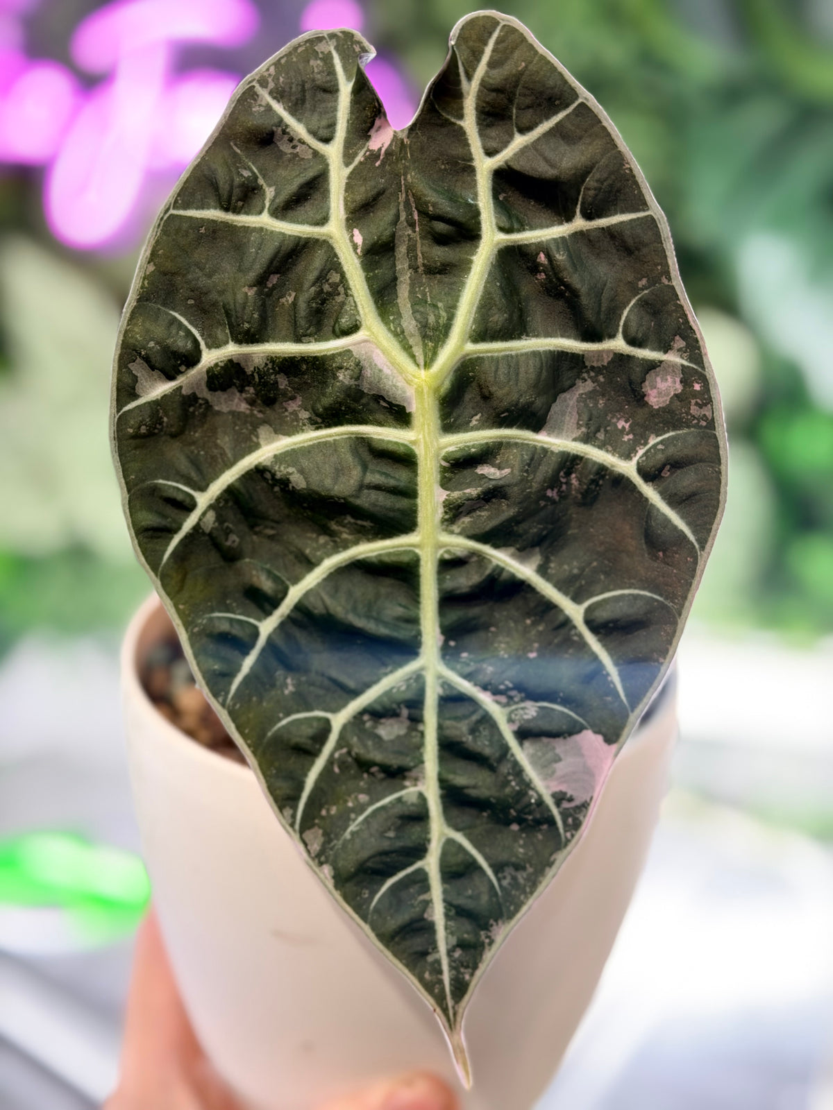 ALOCASIA WATSONIANA PINK 'DOFF' VARIEGATED