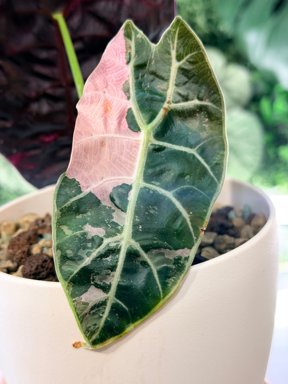 ALOCASIA WATSONIANA PINK 'DOFF' VARIEGATED