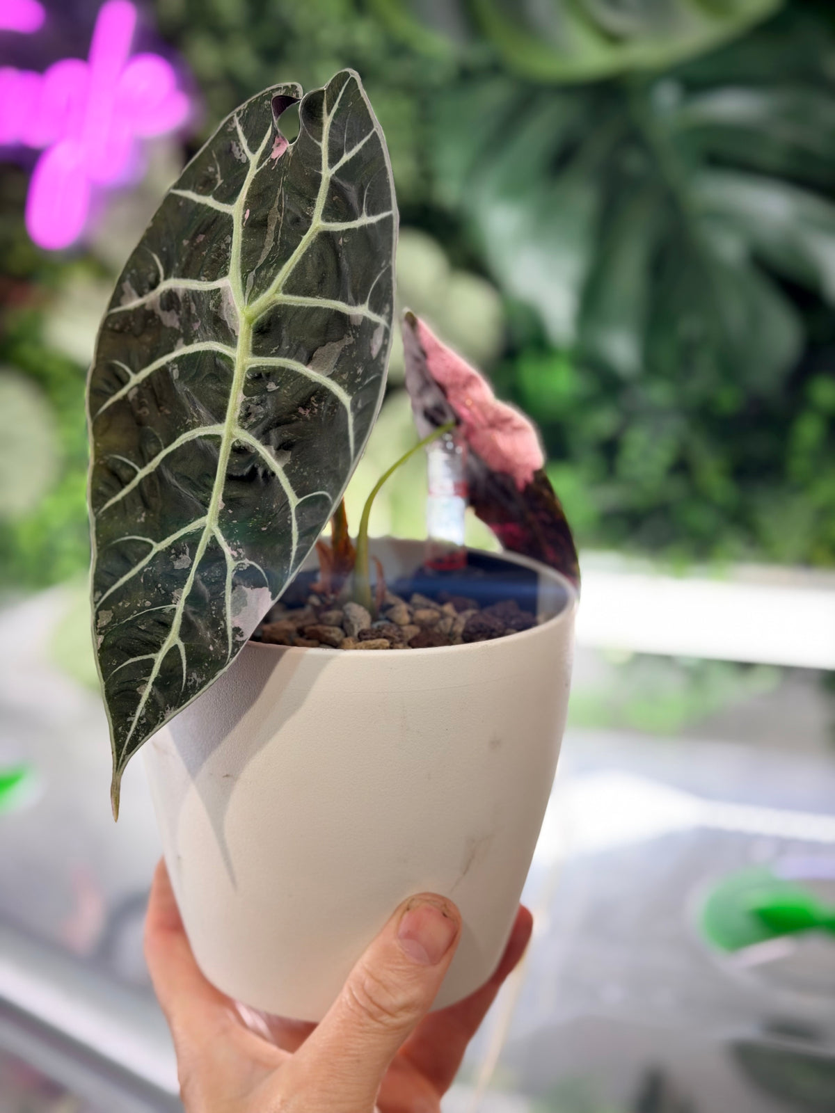ALOCASIA WATSONIANA PINK 'DOFF' VARIEGATED