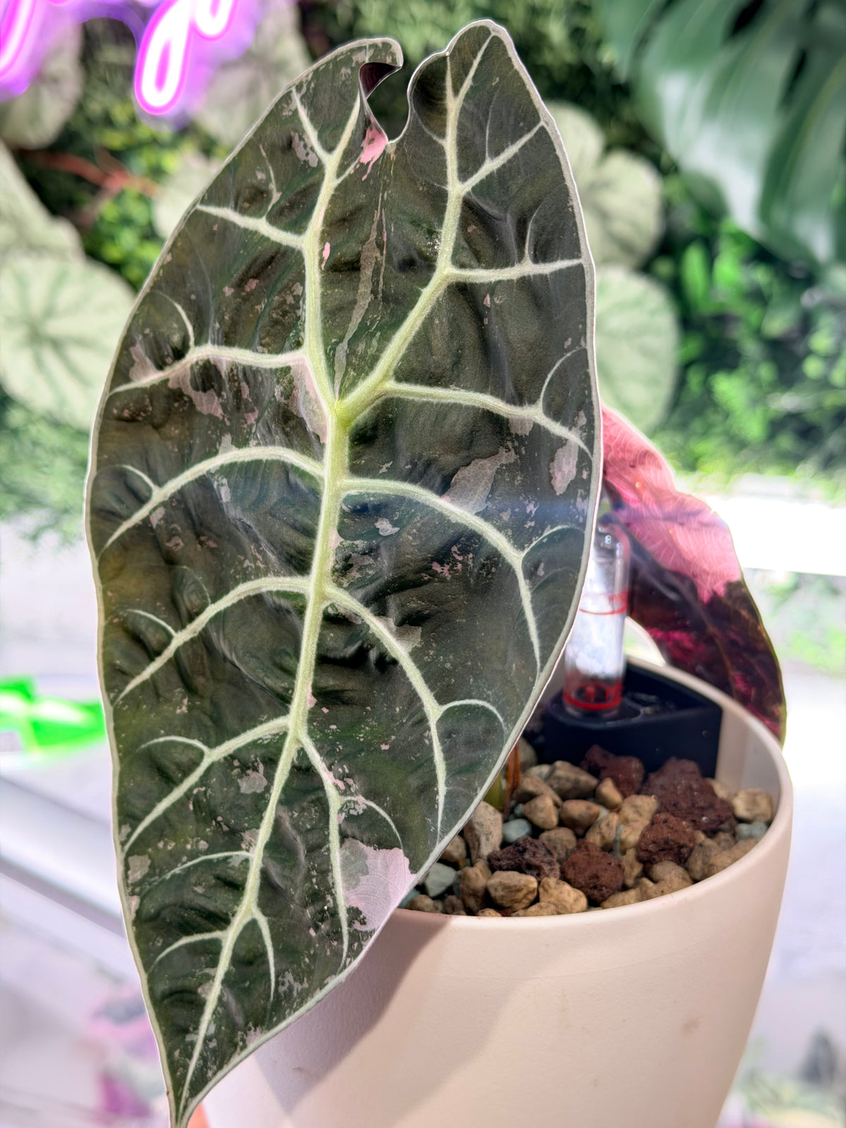 ALOCASIA WATSONIANA PINK 'DOFF' VARIEGATED