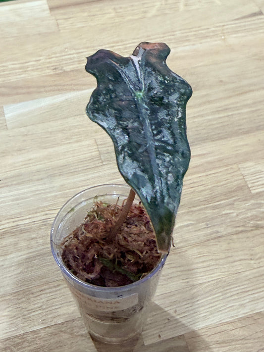 Alocasia Sanderiana 'Noblis' Pink Variegated