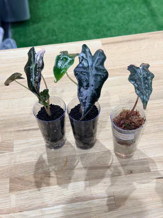 Alocasia Sanderiana 'Noblis' Pink Variegated