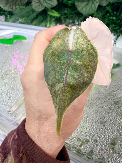 ALOCASIA AZLANII MINT VARIEGATED